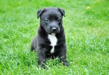 For The Love Of A Mother Cat