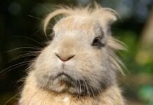 New Life Extending Drug For Dogs