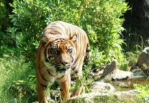 6 Surprising Facts About Farm Animal Intelligence